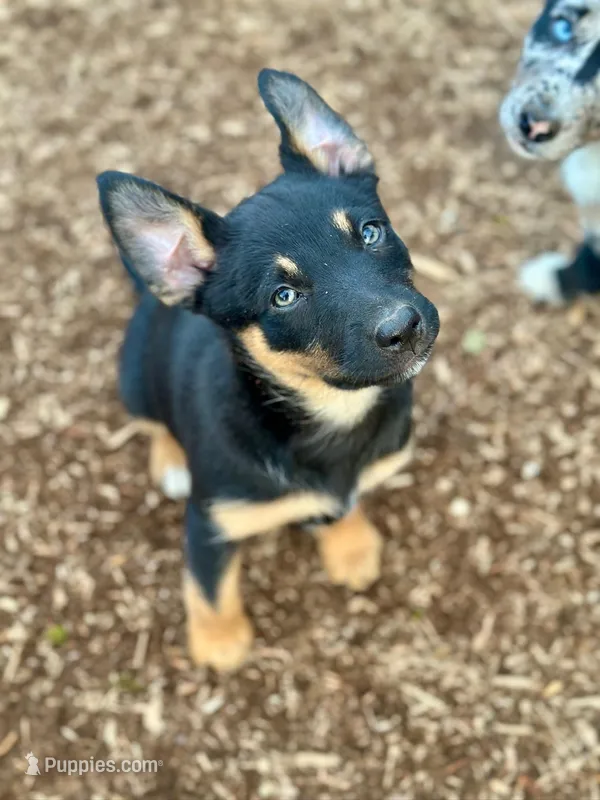 Female  black and tan – Australian Kelpie, Border Collie puppy for sale in Vancouver, WA