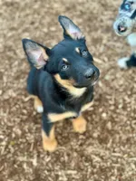 Female  black and tan, a female Australian Kelpie and Border Collie for sale in Vancouver, WA – 1 of 7