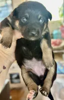 Female  black and tan, a female Australian Kelpie and Border Collie for sale in Vancouver, WA – Photo 2 of 4
