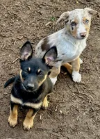 Female  black and tan, a female Australian Kelpie and Border Collie for sale in Vancouver, WA – 4 of 7