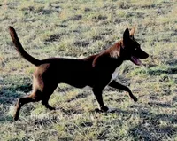 Female  black and tan, a female Australian Kelpie and Border Collie for sale in Vancouver, WA – 6 of 7