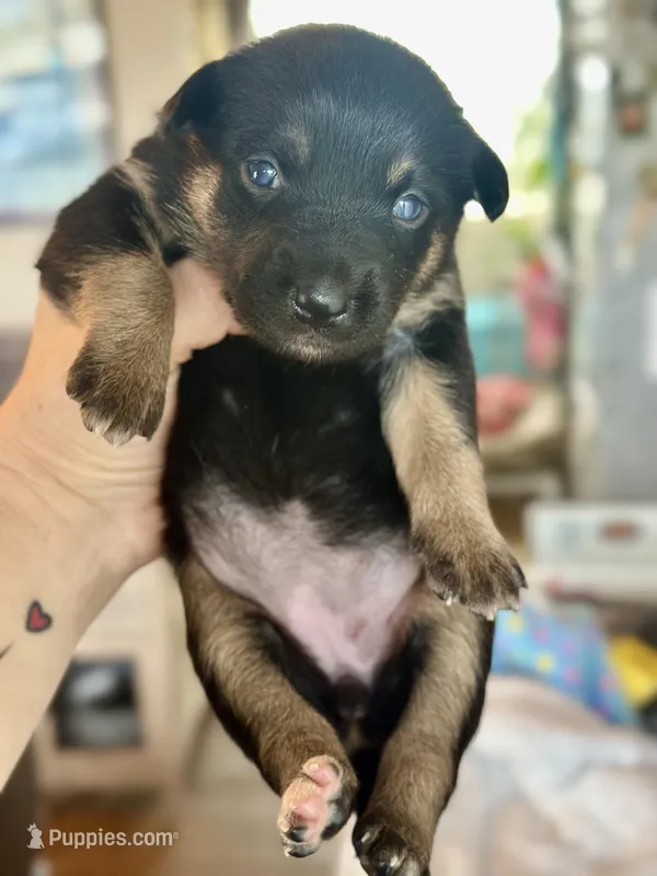 Female  black and tan – Australian Kelpie, Border Collie puppy for sale in Vancouver, WA