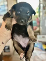 Female  black and tan, a female Australian Kelpie and Border Collie for sale in Vancouver, WA – Photo 1 of 4
