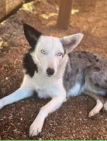 ODIN , a male Australian Kelpie and Border Collie for sale in Vancouver, WA – 9 of 10