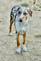 ODIN , a male Australian Kelpie and Border Collie for sale in Vancouver, WA – 1 of 10