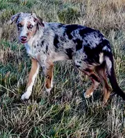 ODIN , a male Australian Kelpie and Border Collie for sale in Vancouver, WA – 2 of 10