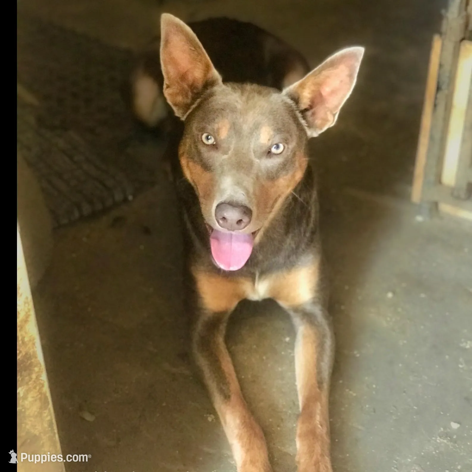 Red and tan - Fawn  female, a female Australian Kelpie for sale in Vancouver, WA – Photo 5 of 6