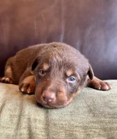 Red and tan - Fawn  female, a female Australian Kelpie for sale in Vancouver, WA – Photo 6 of 6