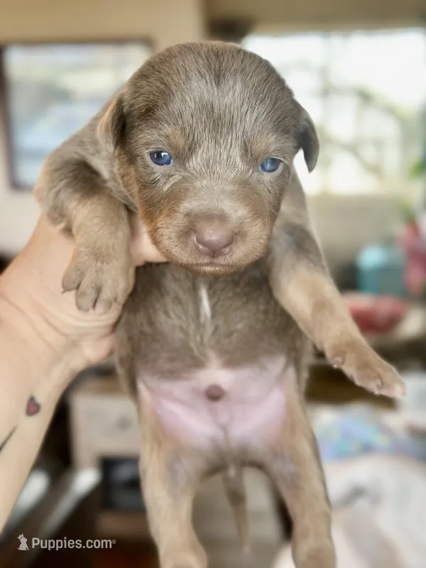 Red and tan - Fawn  female – Australian Kelpie puppy for sale in Vancouver, WA