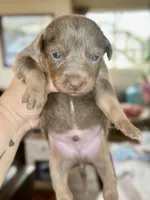 Red and tan - Fawn  female, a female Australian Kelpie for sale in Vancouver, WA – Photo 1 of 6