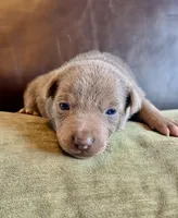 Red and tan - Fawn  female, a female Australian Kelpie for sale in Vancouver, WA – Photo 3 of 6
