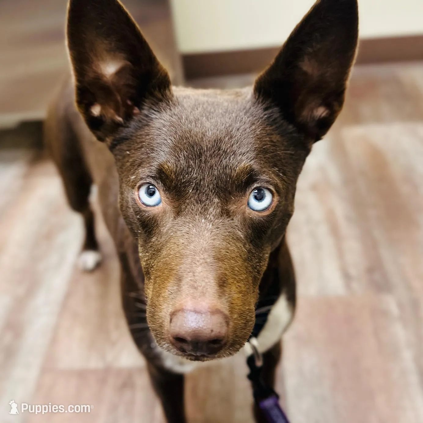 Red and tan - Fawn  female, a female Australian Kelpie for sale in Vancouver, WA – Photo 4 of 6