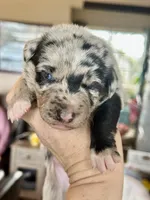 Blue Merle Male, a male Australian Kelpie and Border Collie for sale in Vancouver, WA – Photo 4 of 8