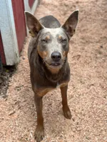 Blue Merle Male, a male Australian Kelpie and Border Collie for sale in Vancouver, WA – Photo 6 of 8