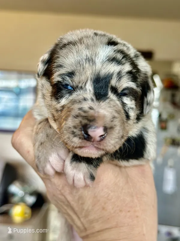 Blue Merle Male – Australian Kelpie, Border Collie puppy for sale in Vancouver, WA