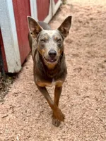 Blue Merle Male, a male Australian Kelpie and Border Collie for sale in Vancouver, WA – Photo 5 of 8