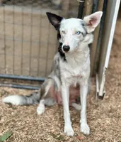 Blue Merle Male, a male Australian Kelpie and Border Collie for sale in Vancouver, WA – Photo 8 of 8