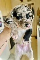 Blue Merle Male, a male Australian Kelpie and Border Collie for sale in Vancouver, WA – Photo 3 of 8