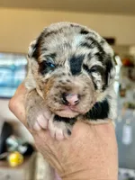Blue Merle Male, a male Australian Kelpie and Border Collie for sale in Vancouver, WA – Photo 7 of 8