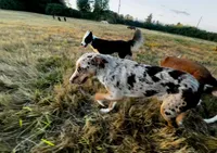 ODIN , a male Australian Kelpie and Border Collie for sale in Vancouver, WA – 6 of 10