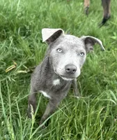 Solid Fawn Female , a female Australian Kelpie and McNab Shepherd for sale in Vancouver, WA – 1 of 10