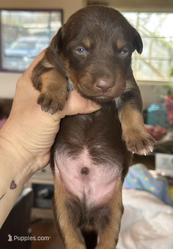 Red/Tan Male  – Australian Kelpie, Border Collie puppy for sale in Vancouver, WA