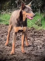Red/Tan Male , a male Australian Kelpie and Border Collie for sale in Vancouver, WA – Photo 7 of 8