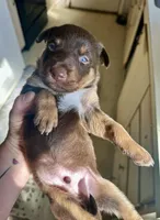 Red/Tan Male , a male Australian Kelpie and Border Collie for sale in Vancouver, WA – Photo 6 of 8