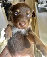 Red/Tan Male , a male Australian Kelpie and Border Collie for sale in Vancouver, WA – Photo 5 of 8