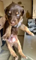 Red/Tan Male , a male Australian Kelpie and Border Collie for sale in Vancouver, WA – Photo 3 of 8