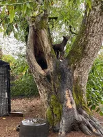 Red/Tan Male , a male Australian Kelpie and Border Collie for sale in Vancouver, WA – Photo 8 of 8