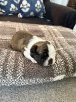 Emma, a female Frenchton for sale in Grantsville, UT – 4 of 6