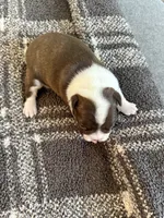 Oakley, a female Frenchton for sale in Grantsville, UT – 4 of 6