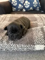 Poe, a male Frenchton for sale in Grantsville, UT – 2 of 7