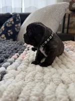 Poe, a male Frenchton for sale in Grantsville, UT – 4 of 7