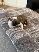 Emma, a female Frenchton for sale in Grantsville, UT – 5 of 6