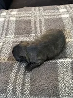 Poe, a male Frenchton for sale in Grantsville, UT – 7 of 7