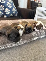 Oakley, a female Frenchton for sale in Grantsville, UT – 5 of 6