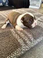 Oakley, a female Frenchton for sale in Grantsville, UT – 3 of 6
