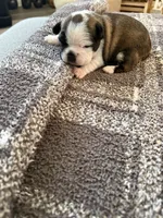 Emma, a female Frenchton for sale in Grantsville, UT – 2 of 6