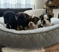 Poe, a male Frenchton for sale in Grantsville, UT – 6 of 7