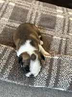 Emma, a female Frenchton for sale in Grantsville, UT – 6 of 6