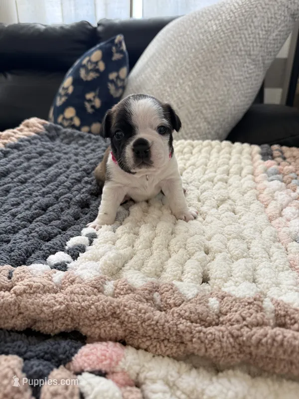 Emma – Frenchton puppy for sale in Grantsville, UT