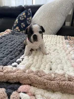 Emma, a female Frenchton for sale in Grantsville, UT – 1 of 6