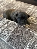 Poe, a male Frenchton for sale in Grantsville, UT – 5 of 7