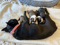 Oakley, a female Frenchton for sale in Grantsville, UT – 6 of 6