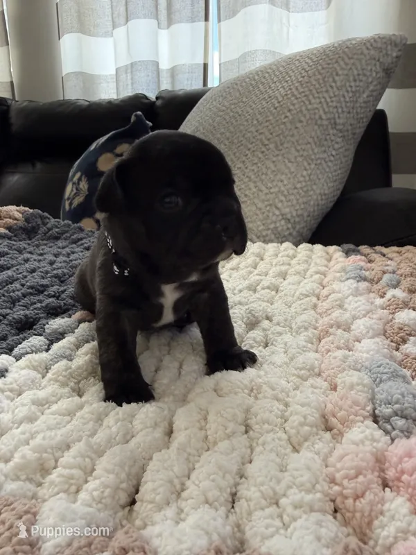 Poe – Frenchton puppy for sale in Grantsville, UT