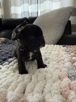 Poe, a male Frenchton for sale in Grantsville, UT – 1 of 7