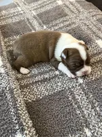 Oakley, a female Frenchton for sale in Grantsville, UT – 2 of 6