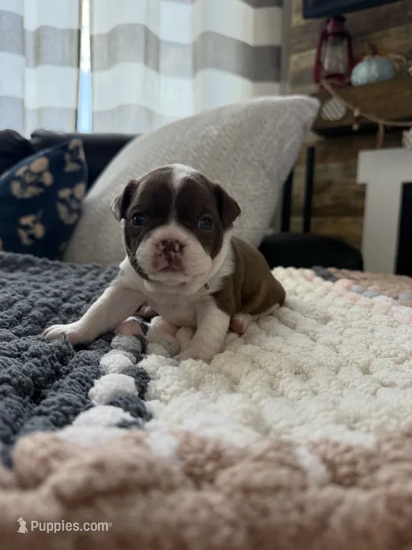 Oakley – Frenchton puppy for sale in Grantsville, UT